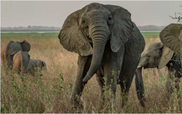 Giải thích nằm mơ thấy con voi là điềm gì trong tương lai hay không?